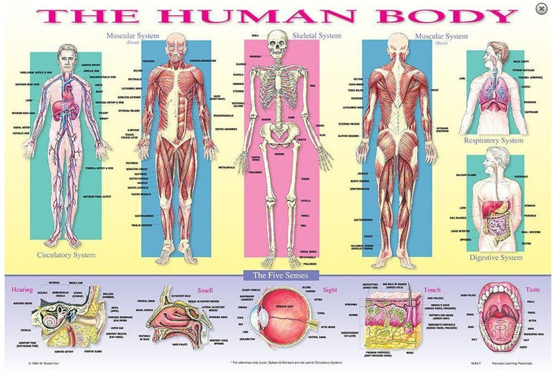 Learning Placemats - Human Body