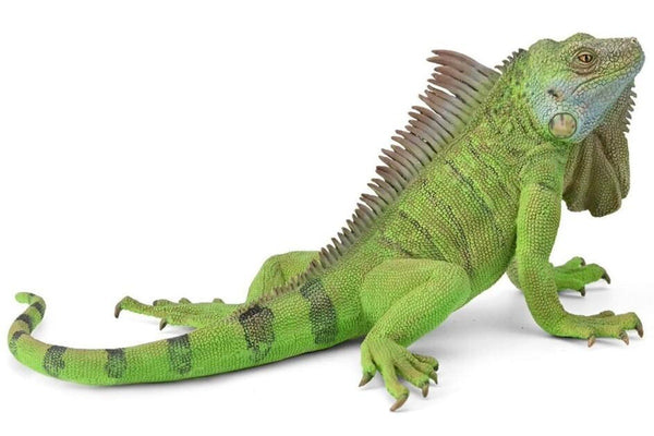 CollectA: Iguana