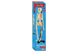 Australian Geographic - Mini-Skeleton (46cm)