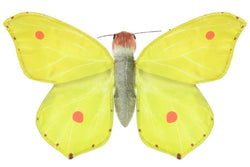 Wild Republic: Rainforest Common Brimstone Butterfly - 7" Finger Puppet