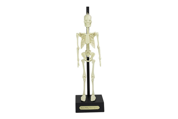 16pc Funtime 30cm Anatomical Skeleton Educational Science Tabletop Display 3+