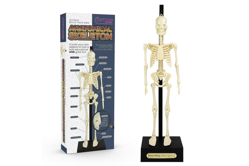 16pc Funtime 30cm Anatomical Skeleton Educational Science Tabletop Display 3+