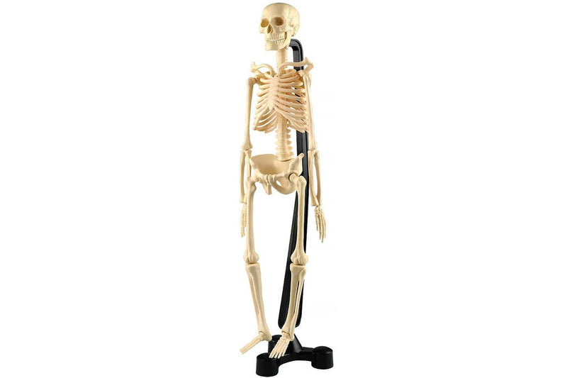 Australian Geographic - Mini-Skeleton (46cm)