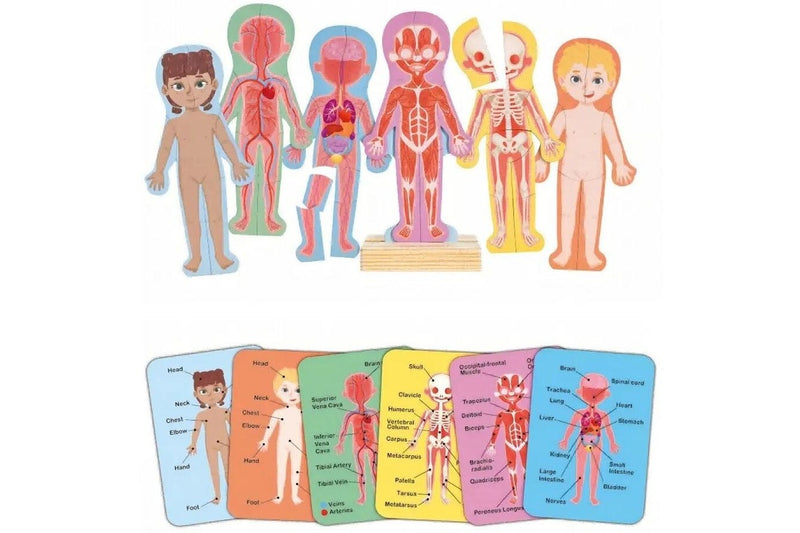 Hape: Human Body Magnetic Puzzle