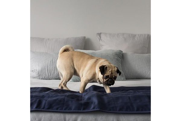 Brolly Sheets: Pet Bed Pad - Navy