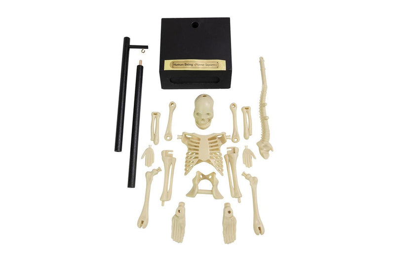 16pc Funtime 30cm Anatomical Skeleton Educational Science Tabletop Display 3+