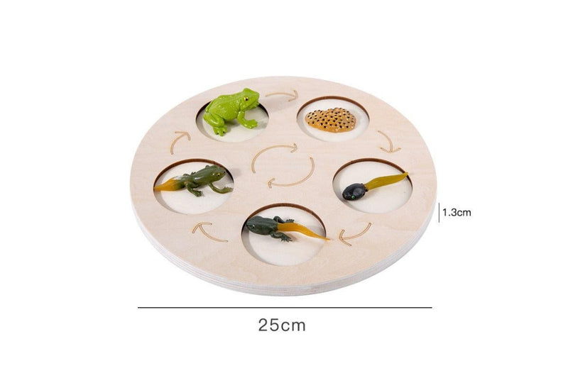 Children Cognitive Enlightenment Insect Animal Life Growth Cycle Educational To Educational Toys