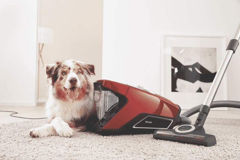 Miele Blizzard CX1 Cat & Dog Bagless Vacuum